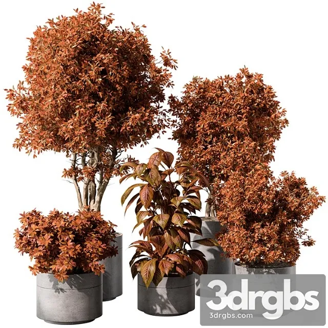 Indoor plant 463 - tree and bush