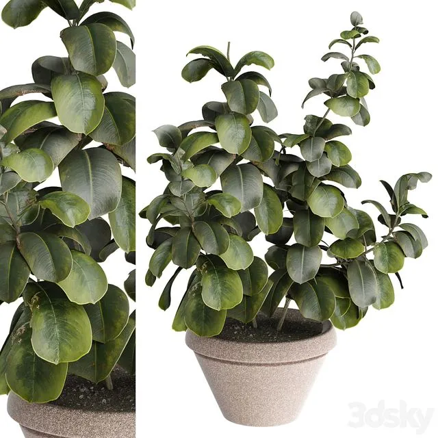 indoor Plant 491 3D Model