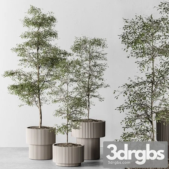 Indoor plant 497 - sapling tree