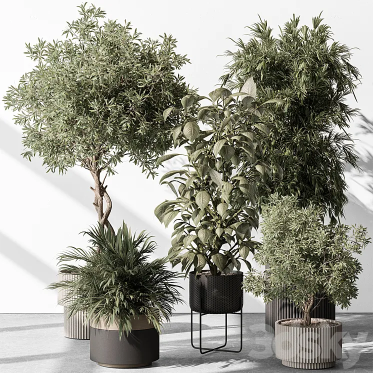 Indoor Plant 531 -Tree in Pot 3D Model Free