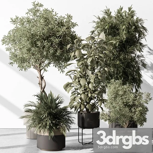 Indoor plant 531 -tree in pot