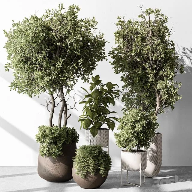 Indoor Plant 541 3D Model