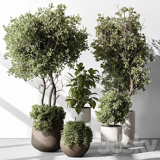 Indoor Plant 541 -Tree in Pot 3D Model