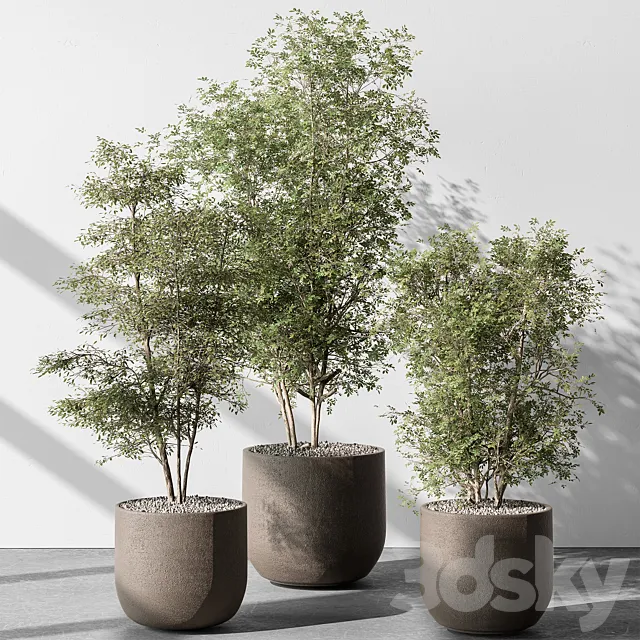 Indoor Plant 543 - Sapling Tree 3D Model
