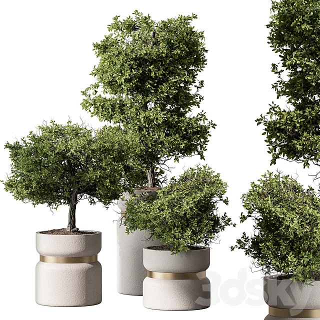 Indoor Plant 566 -Tree in Pot 3D Model