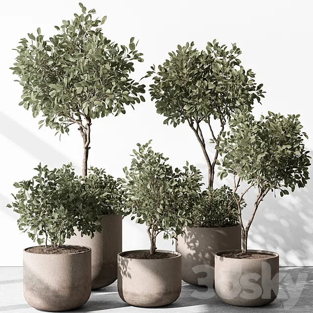 Indoor Plant 572 - European Olive 3D Model