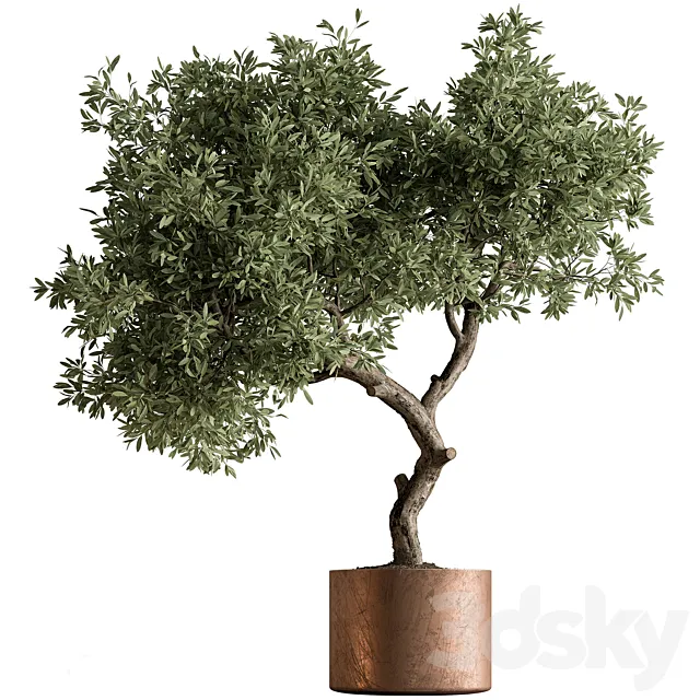 Indoor Plant 573 -Tree in Pot 3D Model