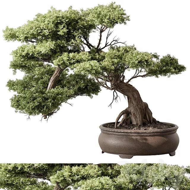 indoor Plant 584 - Bonsai Plant 3D Model