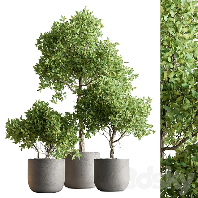 Indoor Plant 590 -Tree in Pot 3D Model