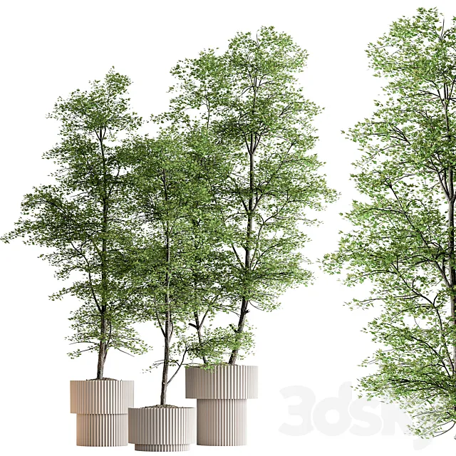 Indoor Plant 592 -Tree in Pot 3D Model