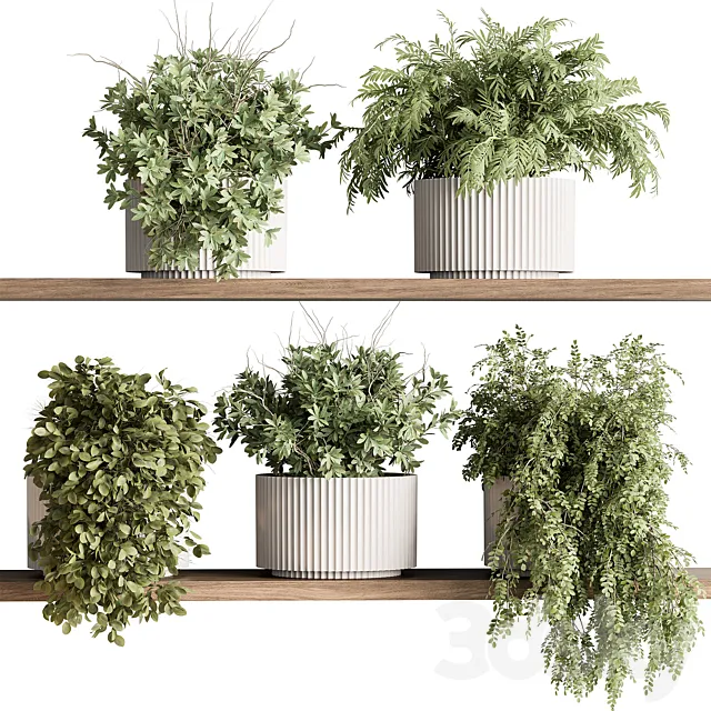 indoor Plant 599 - Hanging Plants 3D Model