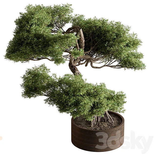 indoor Plant 626 - Bonsai Plant 3D Model