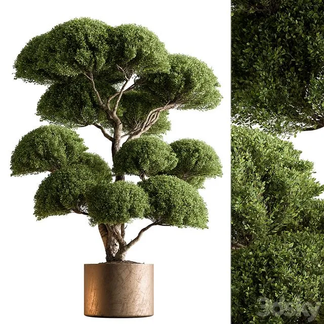 Indoor Plant 638 -Topiary Ball 3D Model