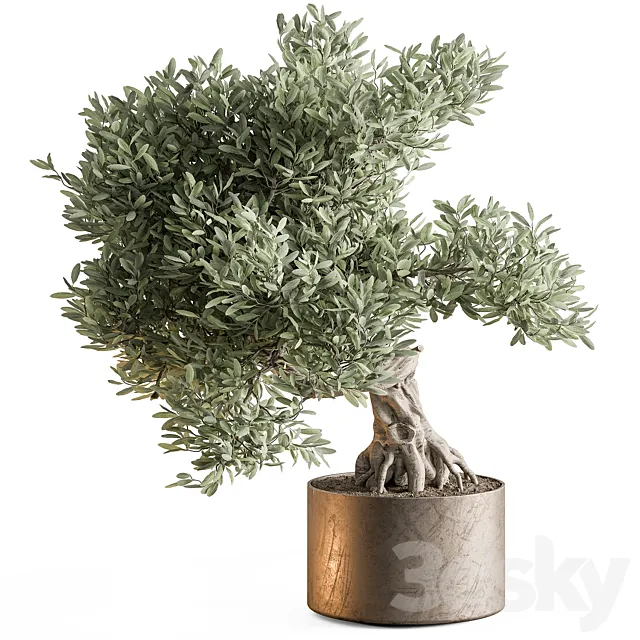 indoor Plant 651 - Olive Bonsai Free Download