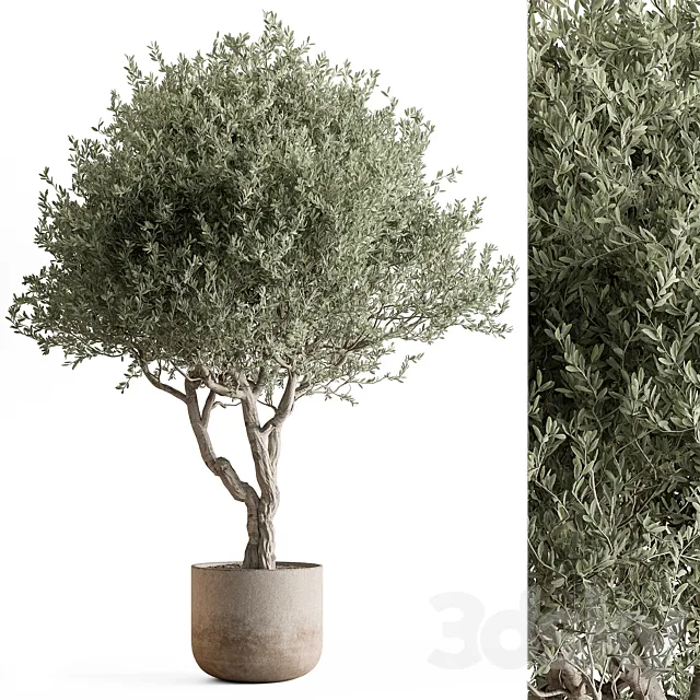 Indoor Plant 652 -Tree in Pot 3D Model
