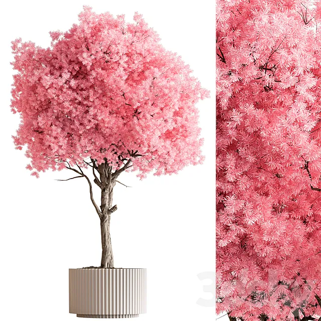 Indoor Plant 657 - Pink Tree 3D Model