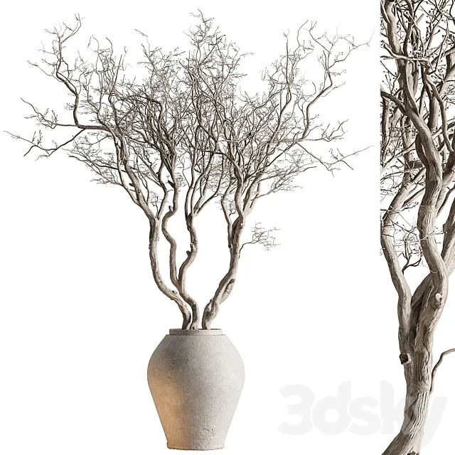 Indoor Plant 703 - Dry Tree Free Download