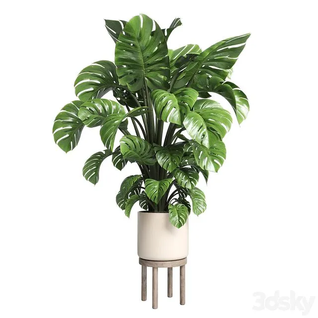 Indoor plant 89 wood vase pot plant monstera 3D Model