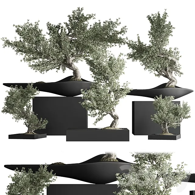 indoor plant bonsai set 35 3D Model