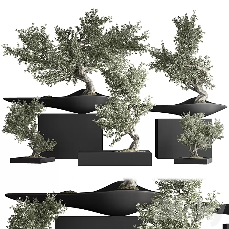 indoor plant bonsai set 35 3D Model Free