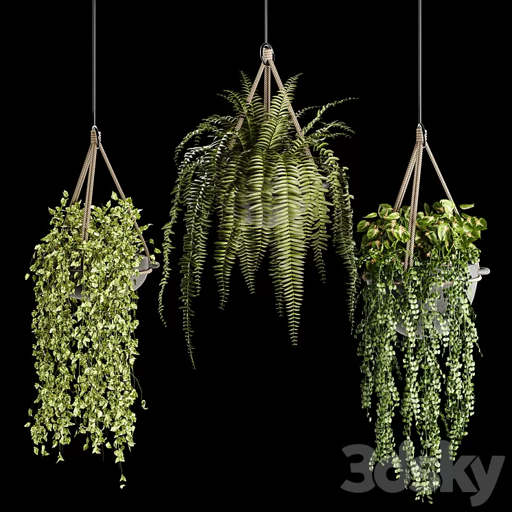 Indoor plant collection 02 3D Model