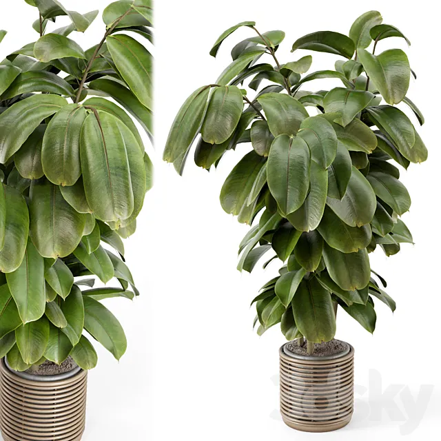 Indoor Plant in Natural Rattan Pot on Wood Base - Set 1071 3DModel