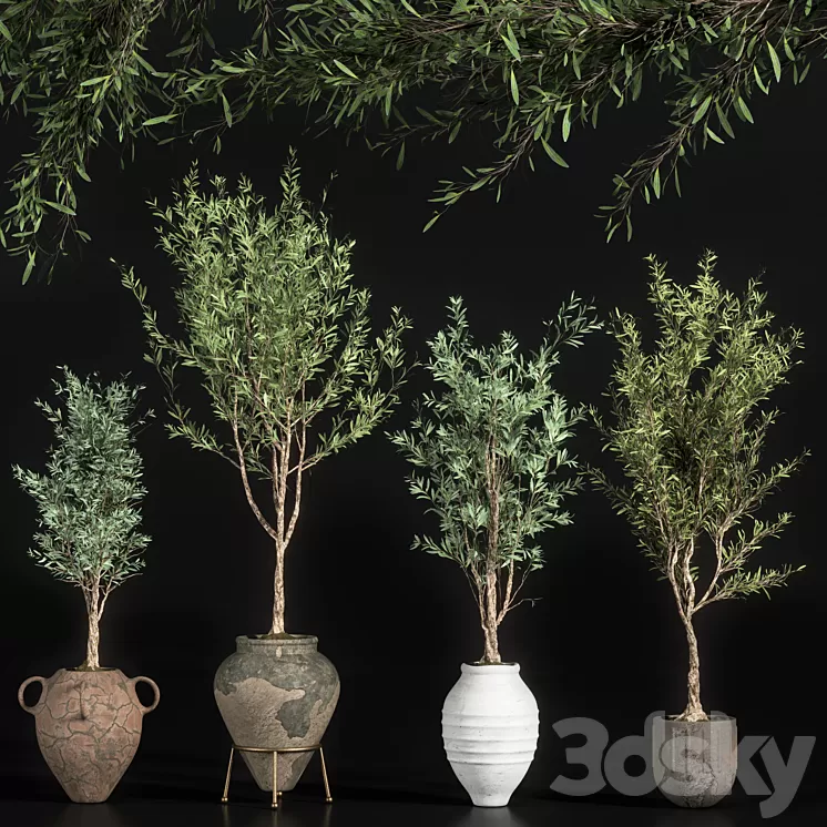 indoor plant olive set 01 3D Model