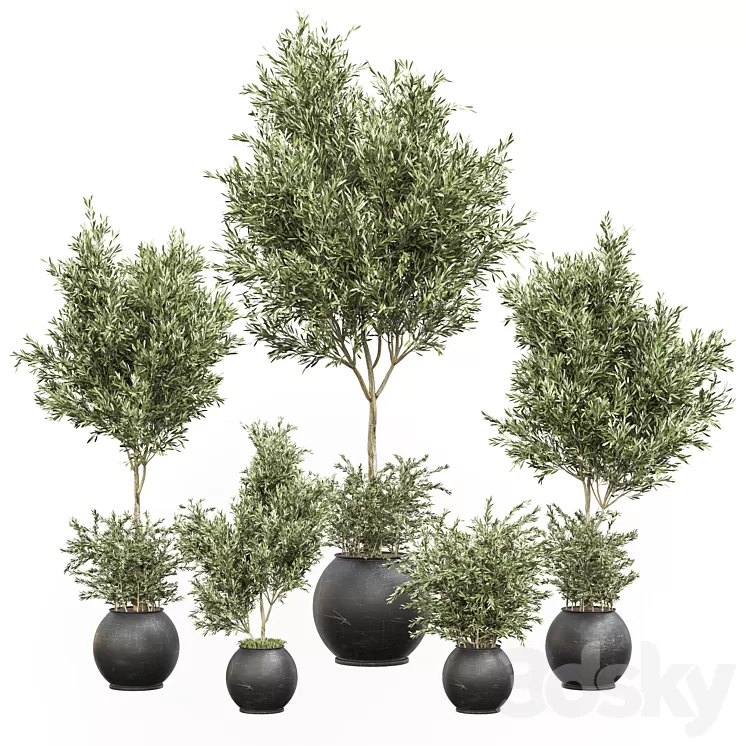 indoor plant olive set 02 3D Model