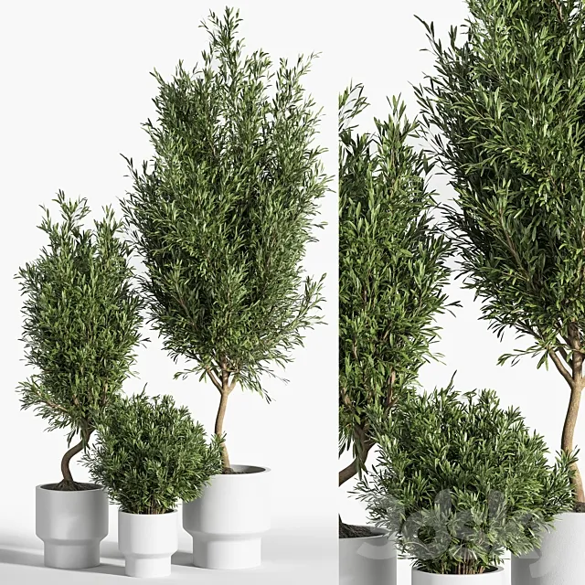 indoor plant olive set 04 3D Model