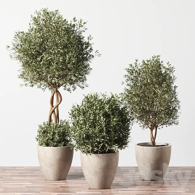 Indoor Plant Set 01 3D Model