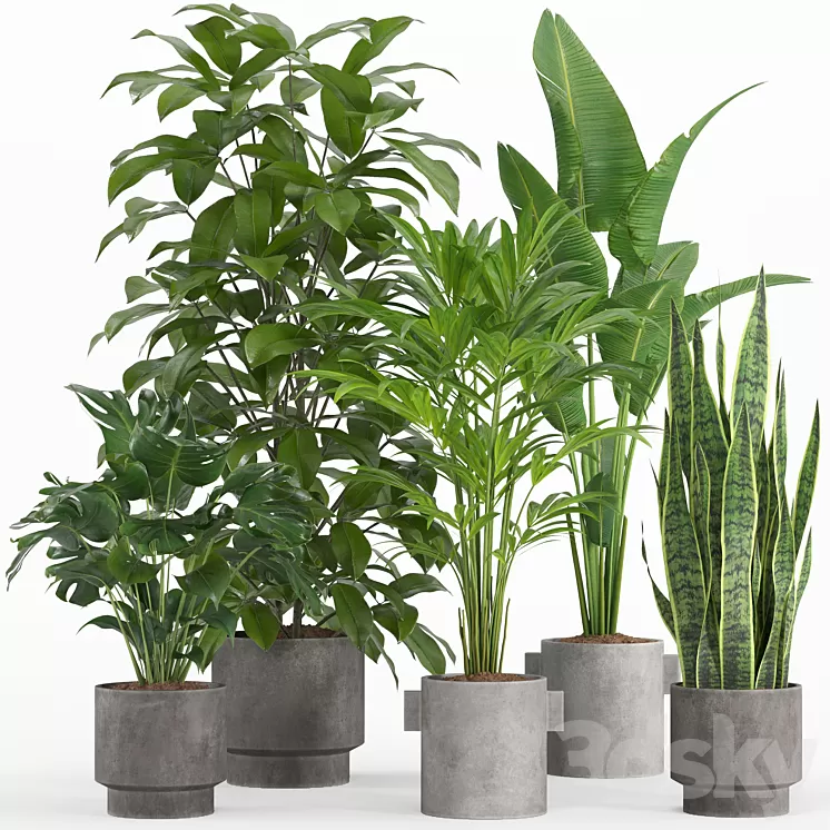 indoor plant set 013 3D Model Free