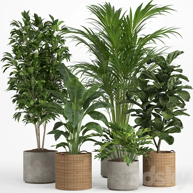 indoor plant set 014 3D Model Free