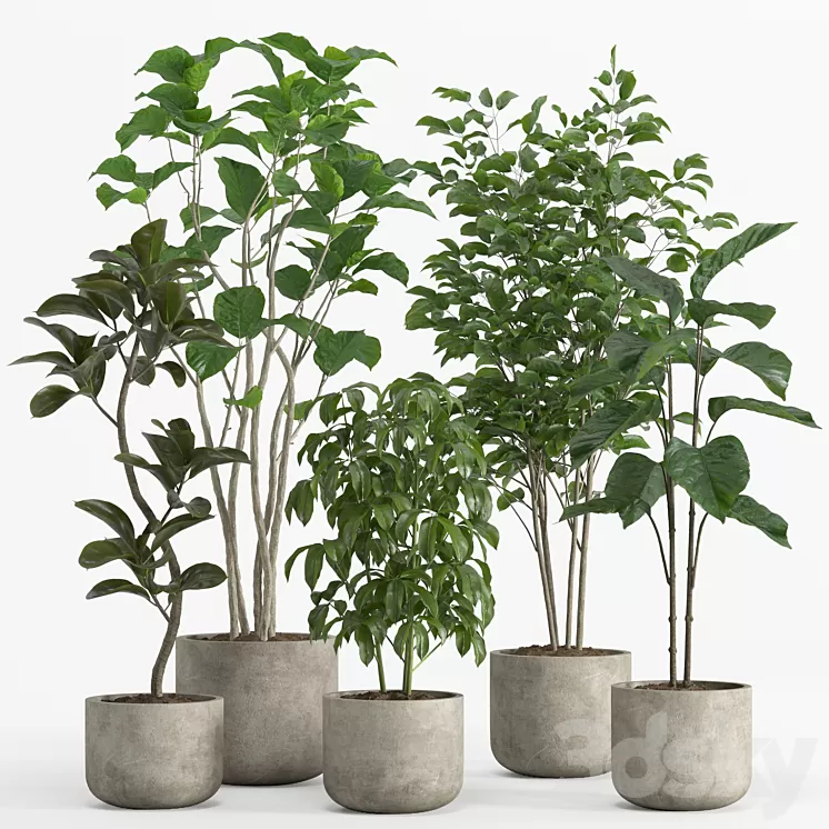 indoor plant set 017 3D Model Free