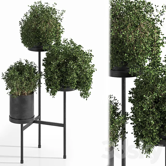 Indoor Plant Set 03 3D Model