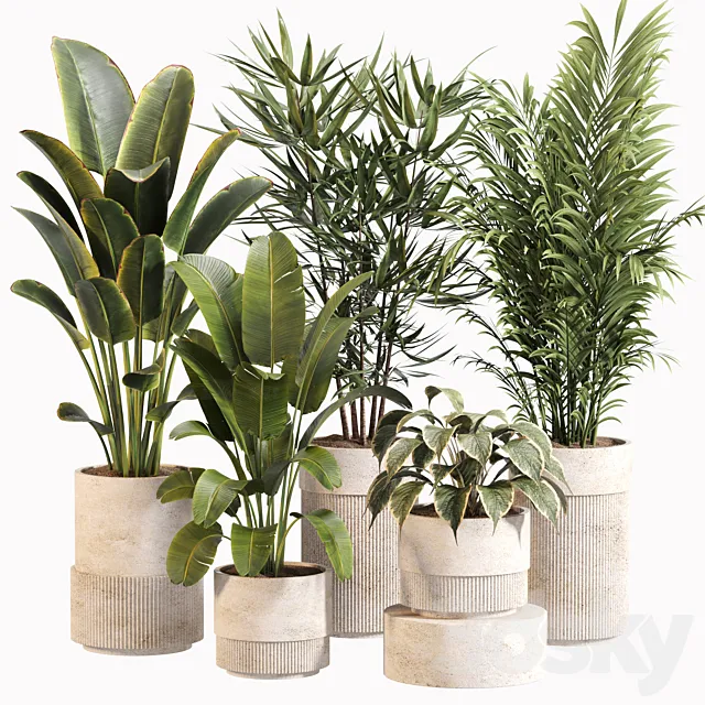 Indoor Plant Set 031 3D Model