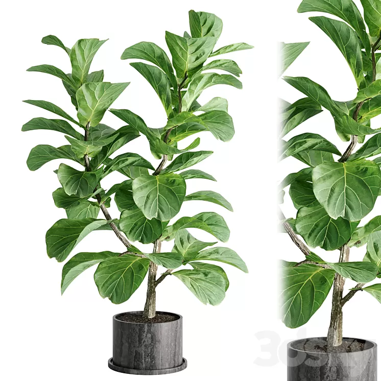 indoor plant Set 04 3D Model Free