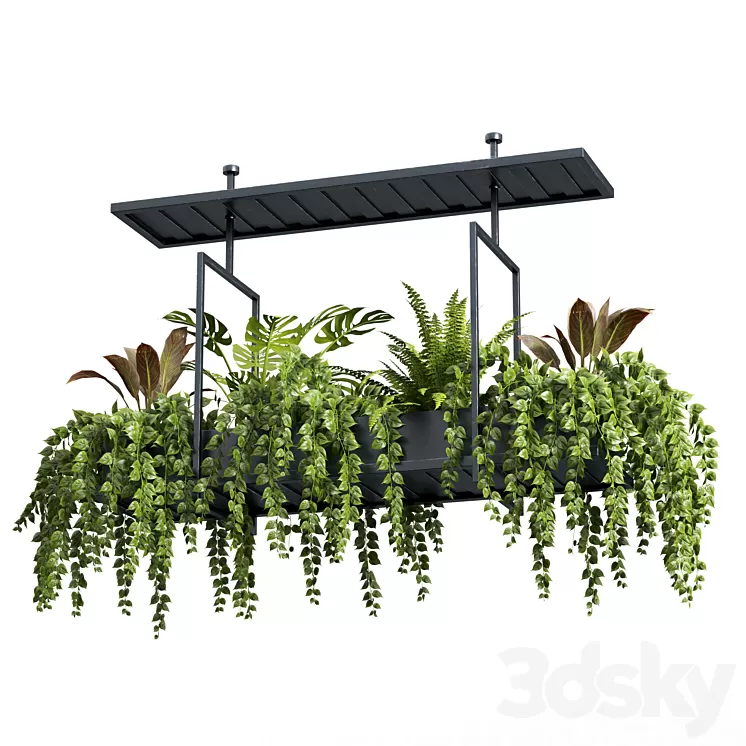 Indoor plant set 05-Hanging plants 3D Model Free