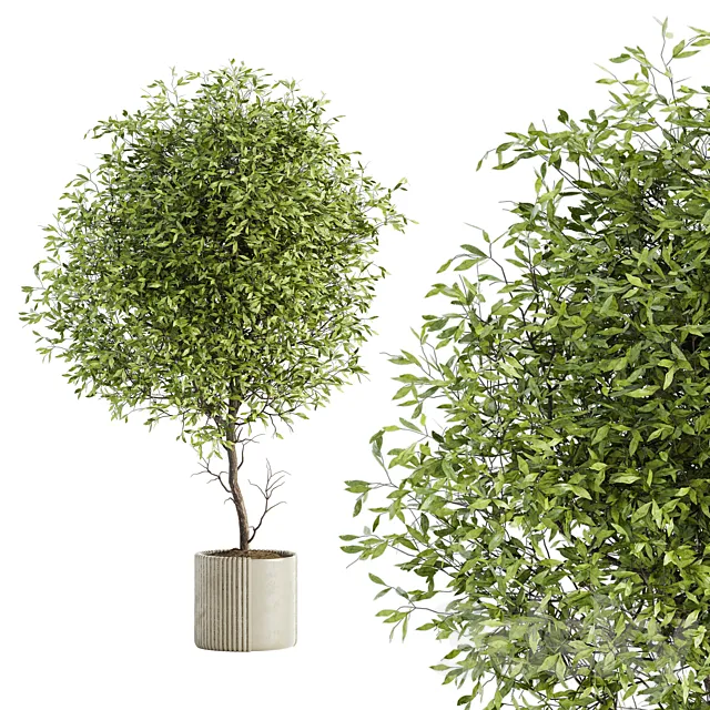 Indoor Plant Set 050 Free Download