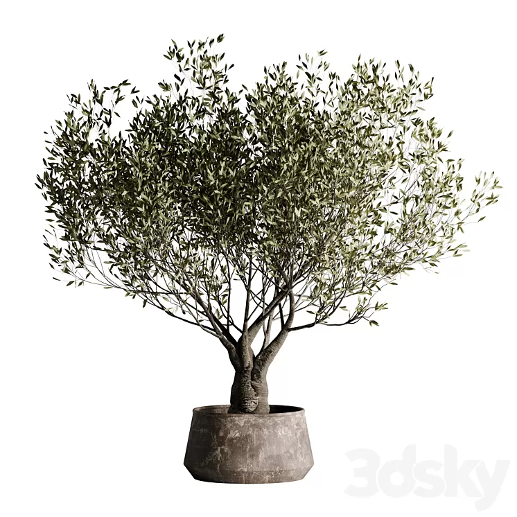 indoor plant set 09 3D Model Free