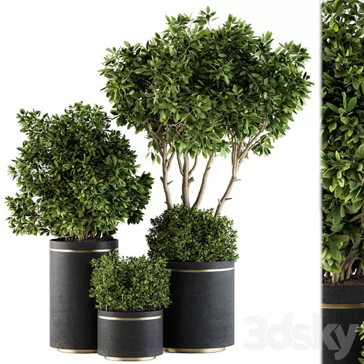 indoor Plant Set 105 - Black and Gold 3D Model
