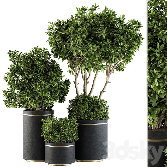 indoor Plant Set 105 - Black and Gold 3DModel