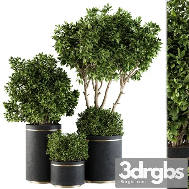 Indoor plant set 105 - black and gold