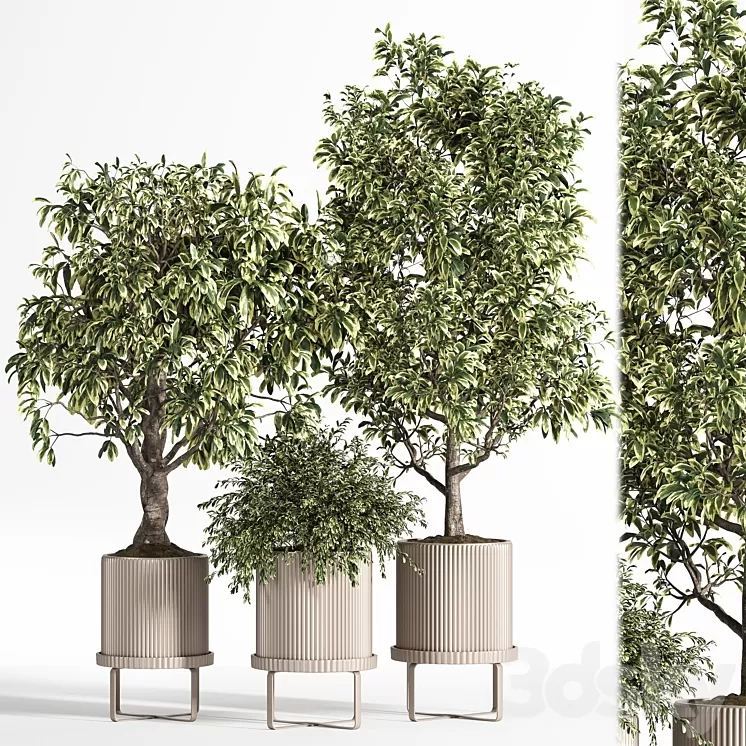 Indoor Plant Set 11 (Benjamin) 3D Model