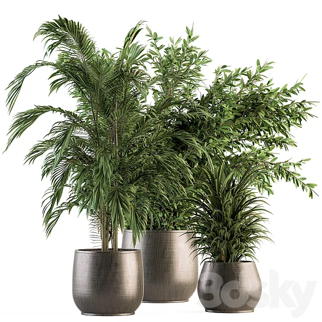 indoor Plant Set 112 - Tropical Plants 3D Model
