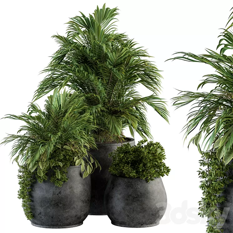 indoor Plant Set 113 - Black Pot 3D Model