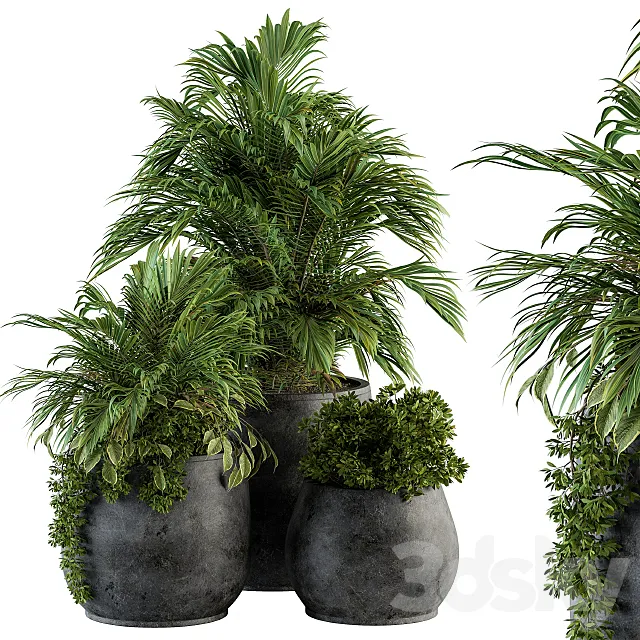indoor Plant Set 113 - Black Pot 3DModel