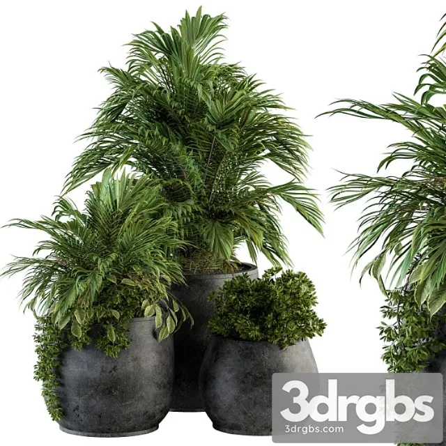 Indoor plant set 113 - black pot