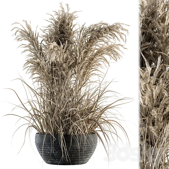 indoor Plant Set 114 - Dried Plant 3D Model