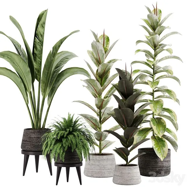 indoor plant Set 12 3D Model
