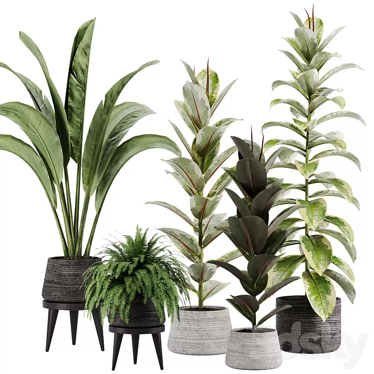 indoor plant Set 12 3D Model Free